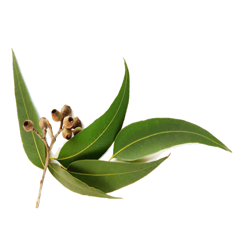 Eucalyptus oil