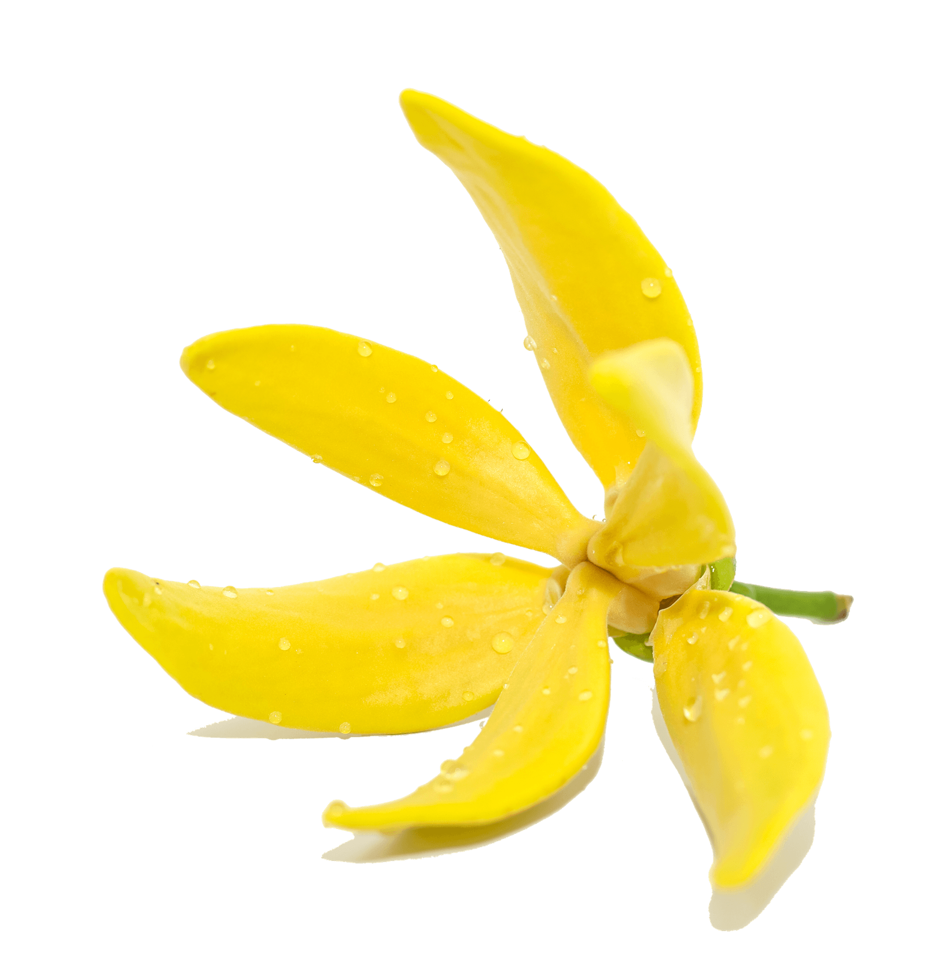 Ylang Ylang oil 