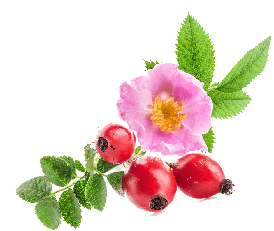 Rosehip Oil 