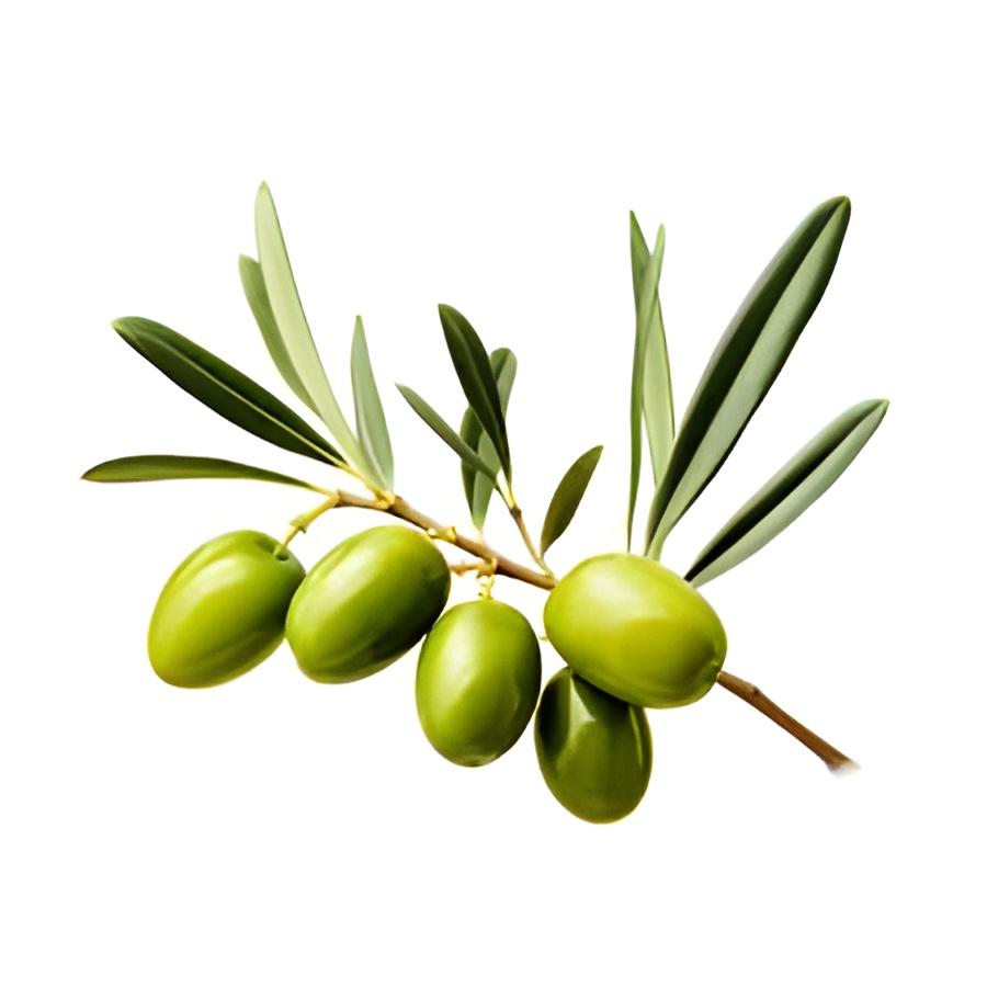 Olive Oil