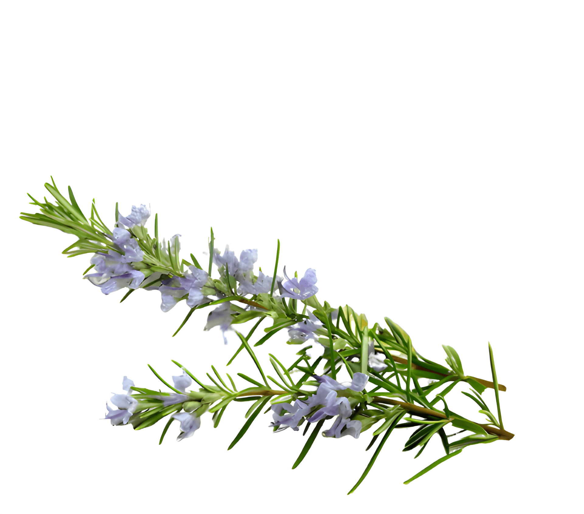 Rosemary Oil